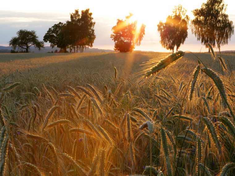 Kornfeld im Abendlicht